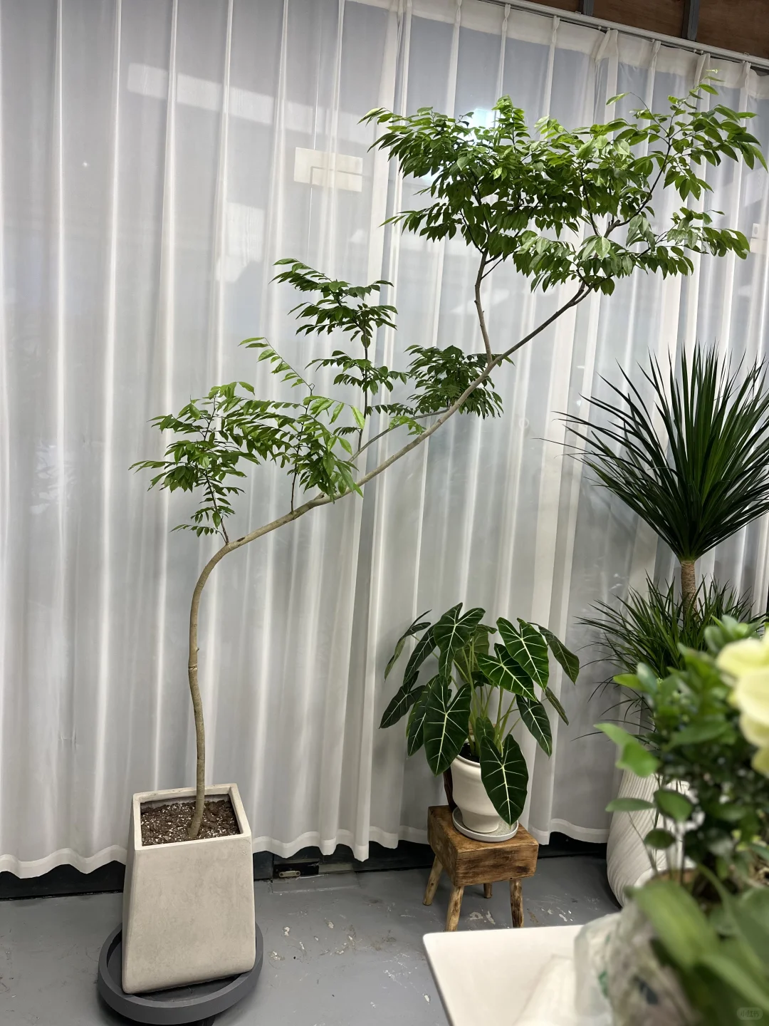 想看看你们的绿植！