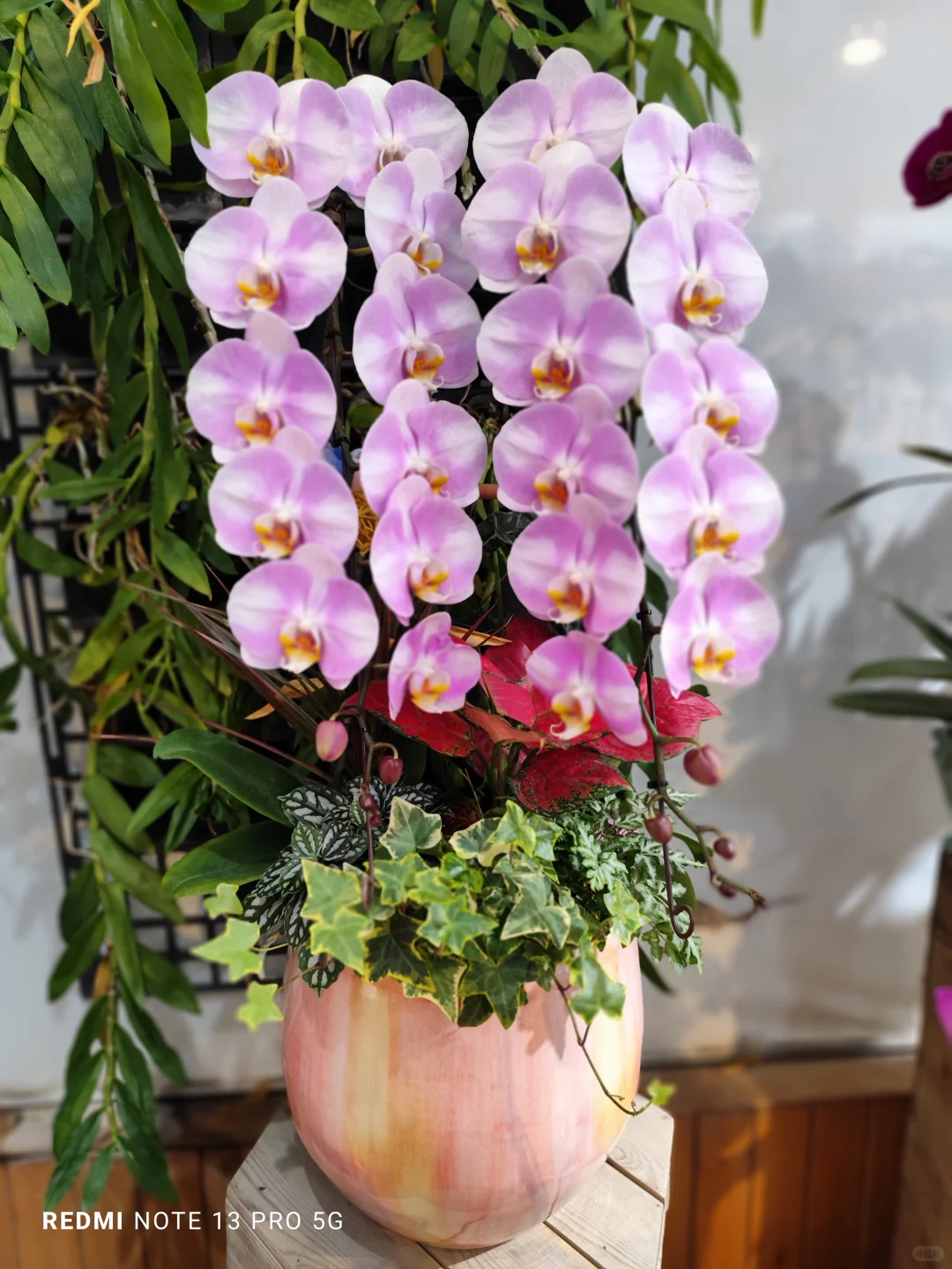 靚到Dum一聲@香港??蝴蝶兰?