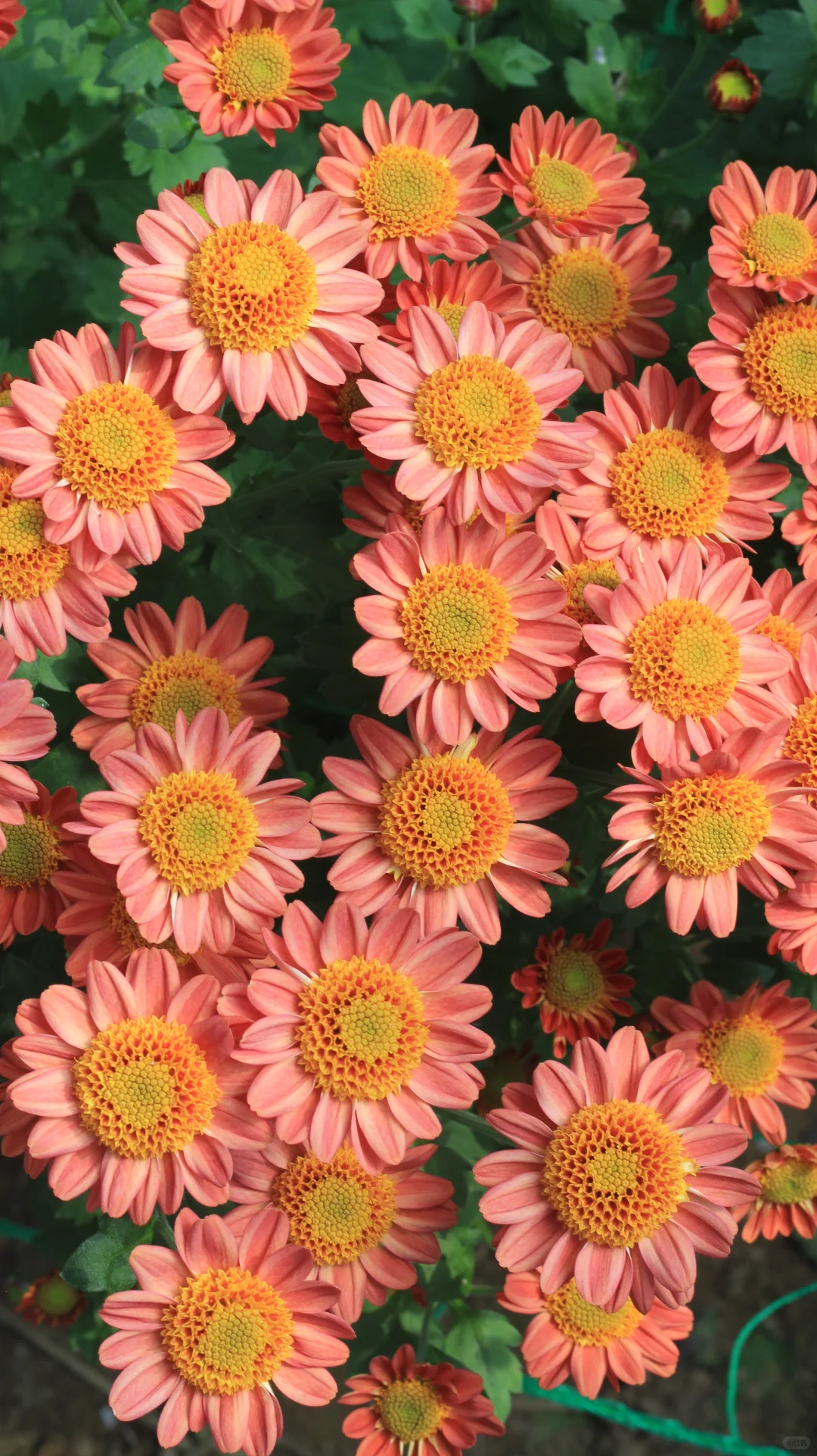 没时间，先发一个品种吧