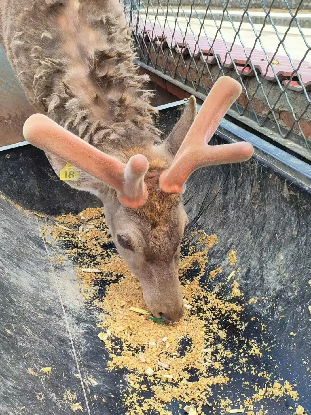 吉林辽源梅花鹿特产