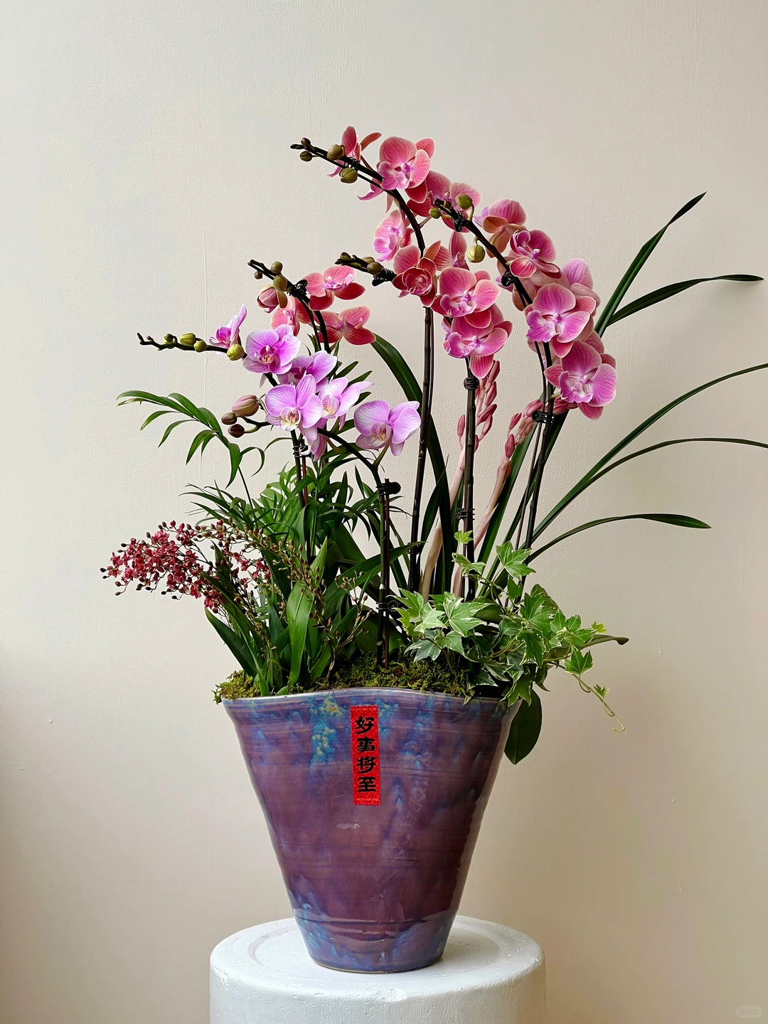 2025年宵花｜蝴蝶兰的美说不出来 ～