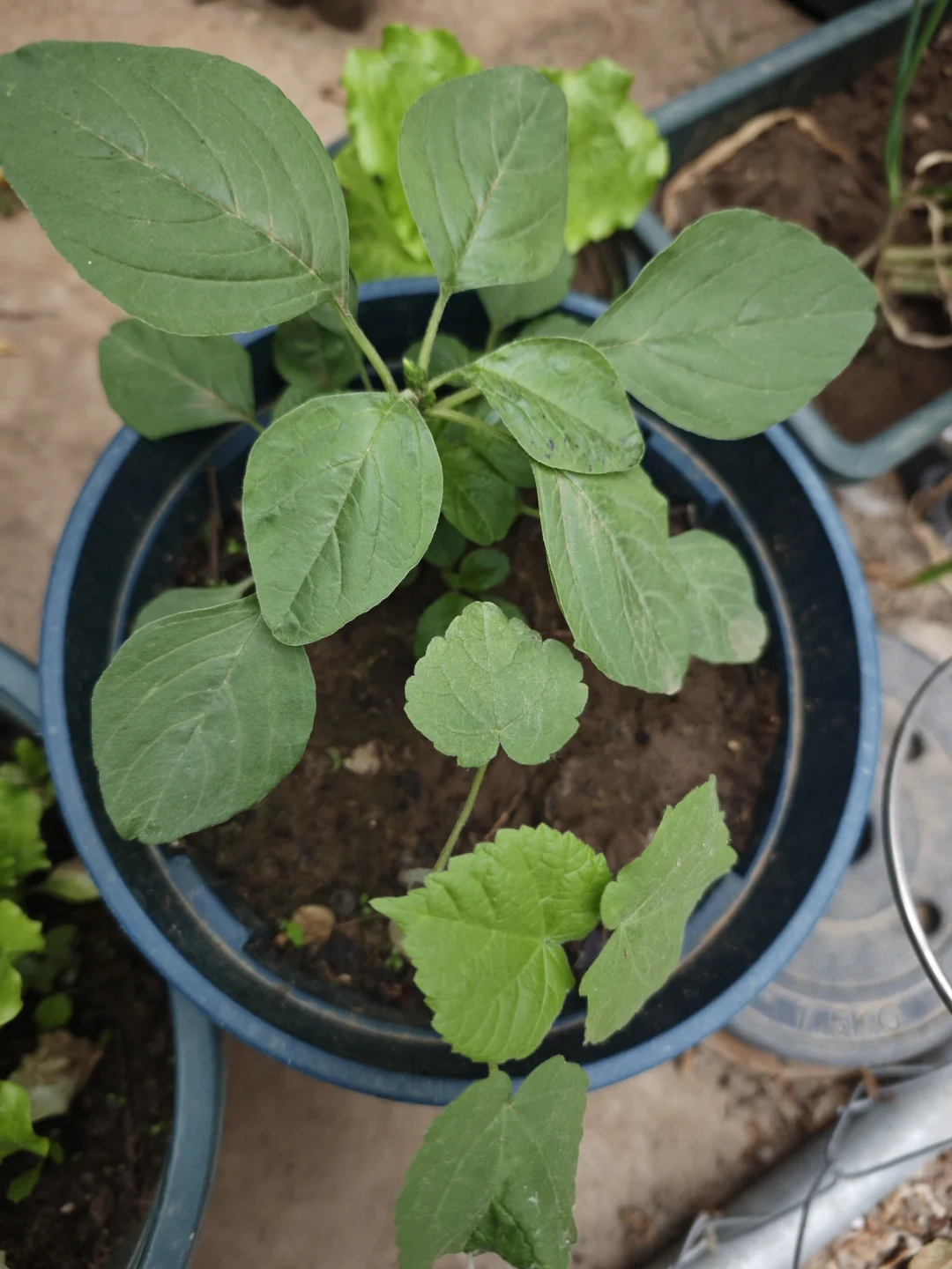 开始种菜啦！蔬菜篇