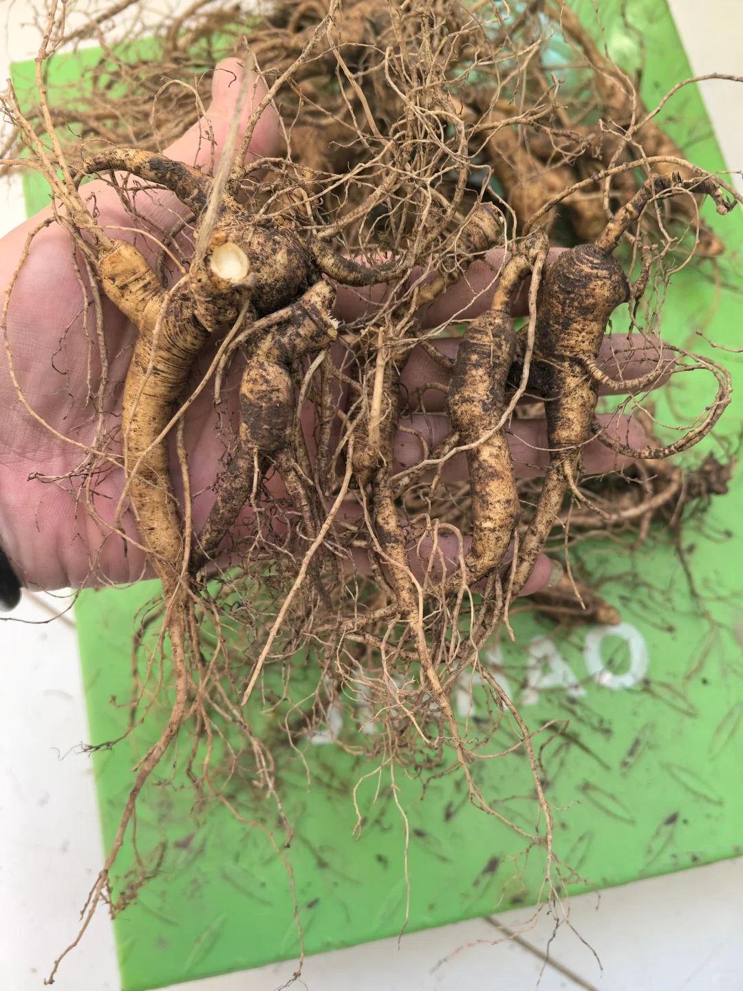 林下籽残参，品相不好看，自用性价比高