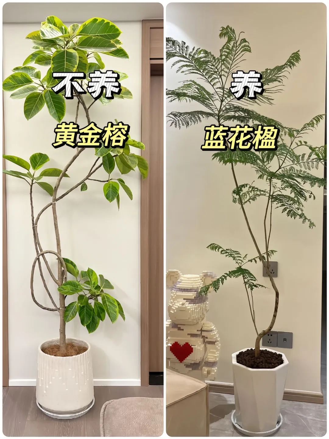 适合懒人养的高颜值绿植?！