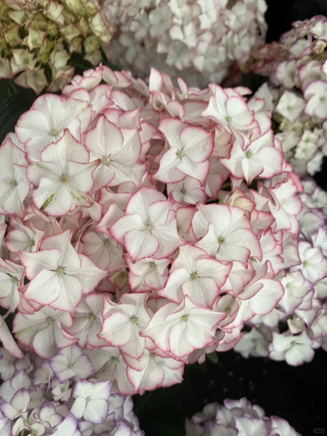 今天的绣球花也太治愈了～