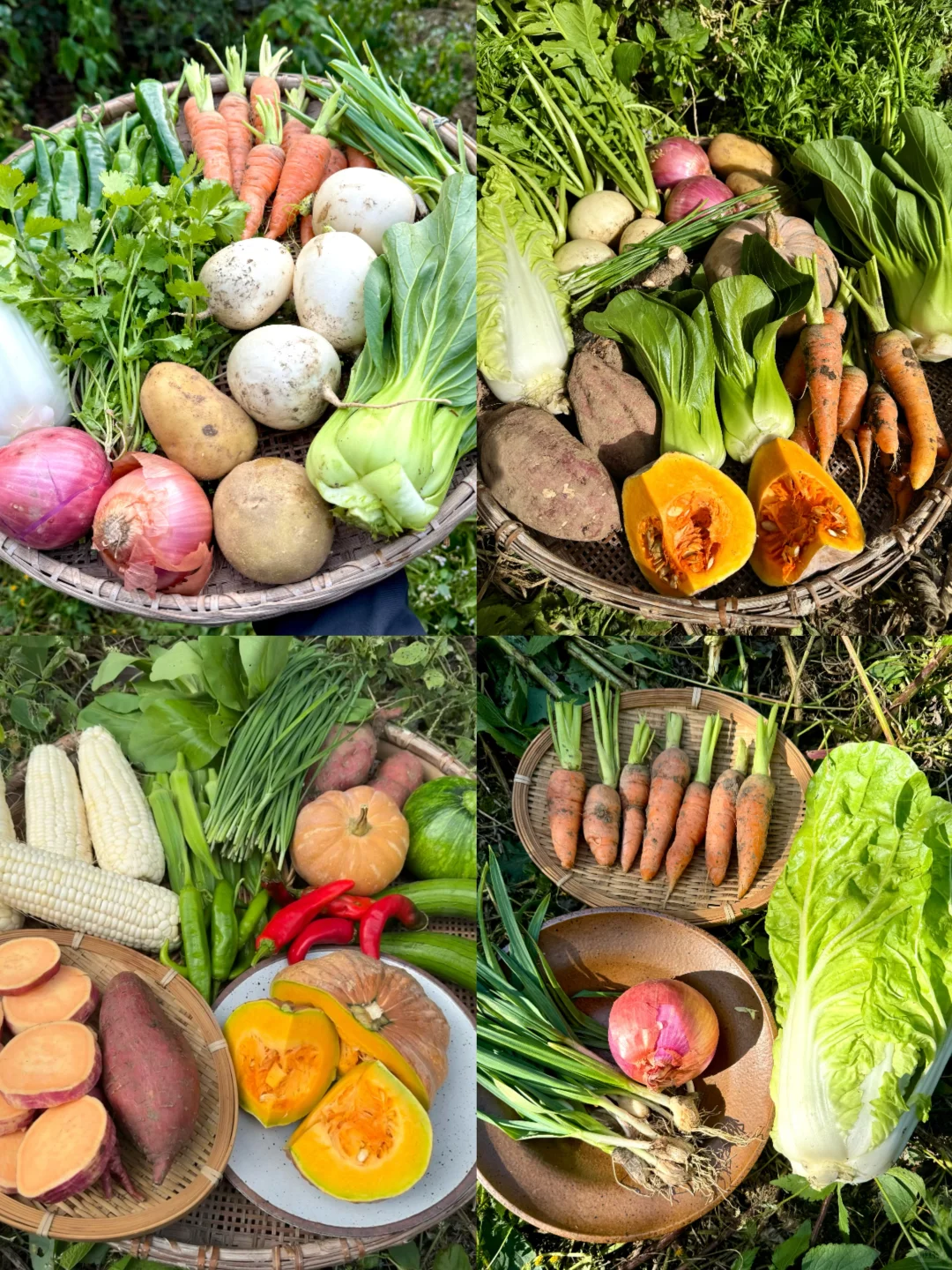 对不起了河马?我选万亩农场的“野生菜”