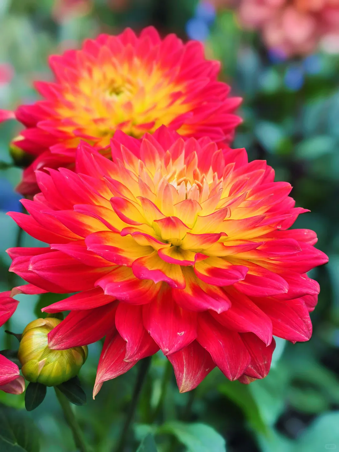 好看的花一定要分享给你（小丽花）