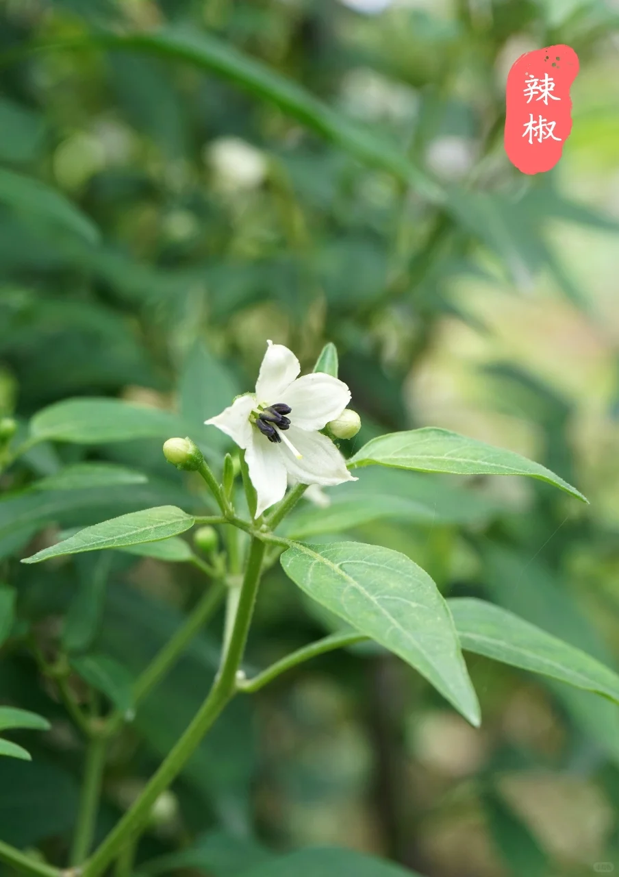 【蔬菜与花】看看爱吃的蔬菜，花?长什么样