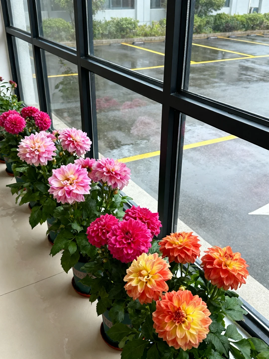 爆花秘诀！大丽花养护看这篇就够