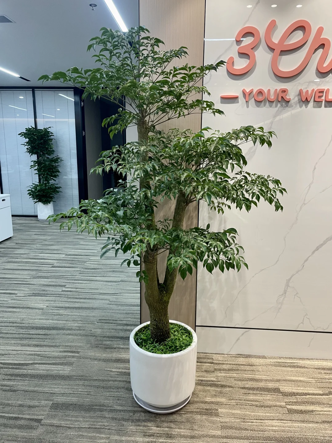 办公室必备的8️⃣款绿植☘️