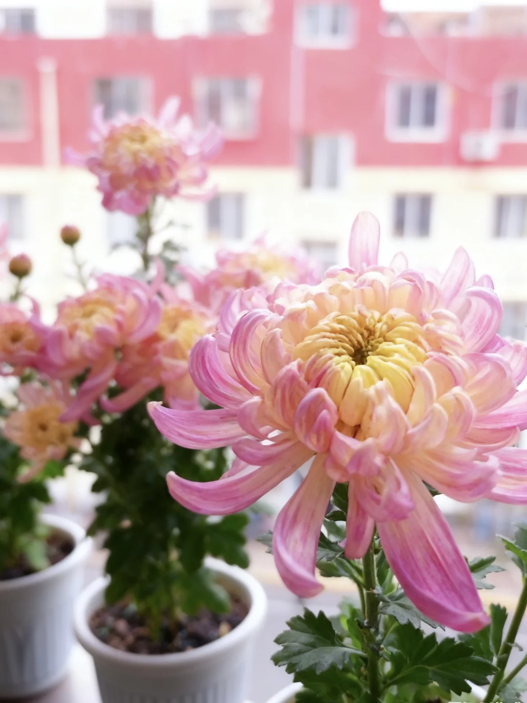 先声明，网购的，我只养了十来天！不要喷