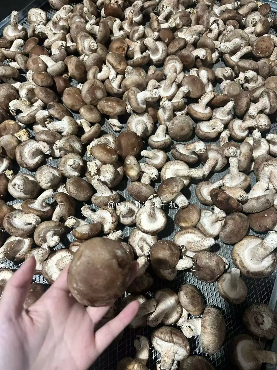 这台烘干机承包果干 / 菌菇 / 药材 / 肉制品