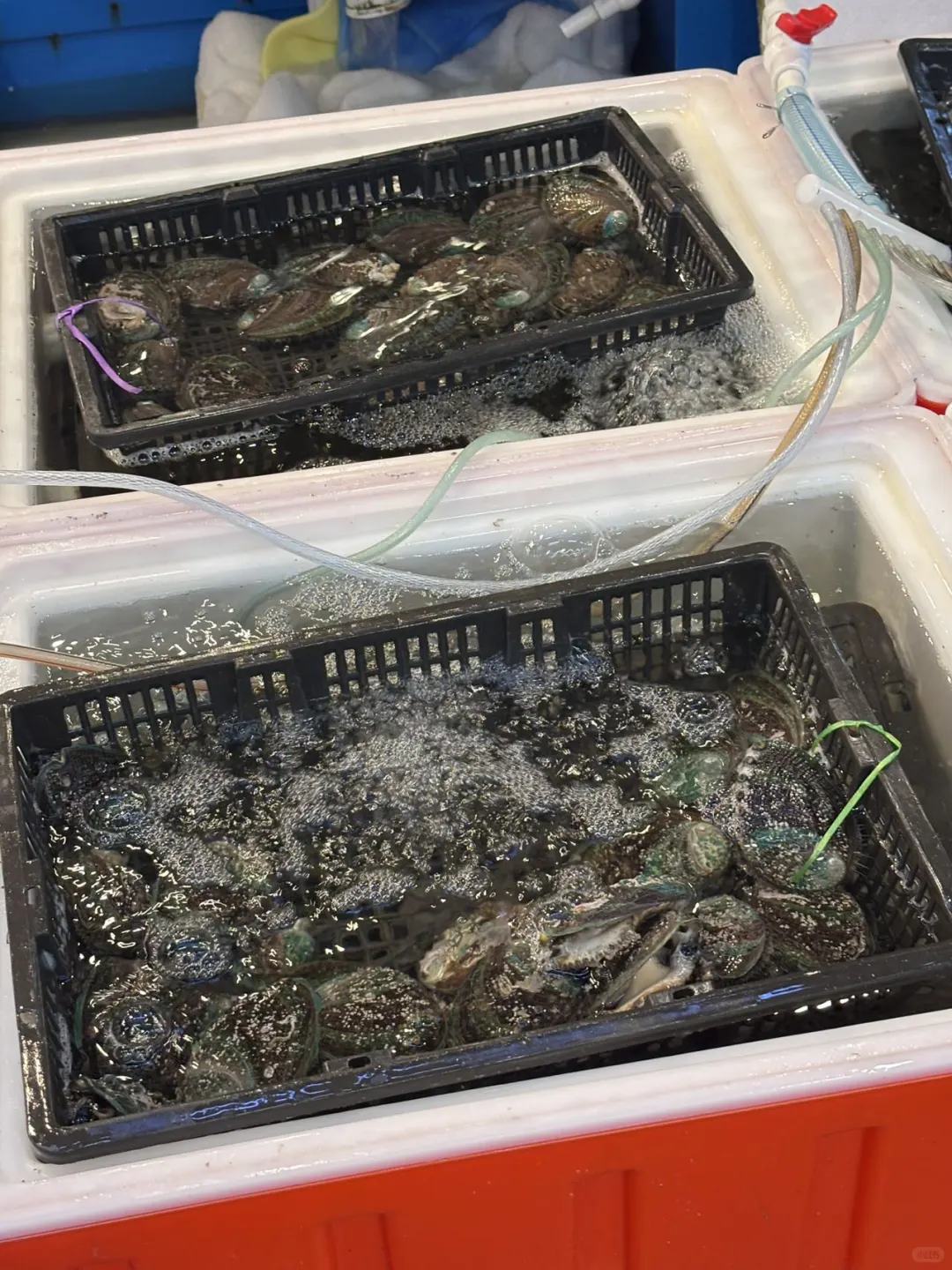 福州！！华威你真的太好吃了?