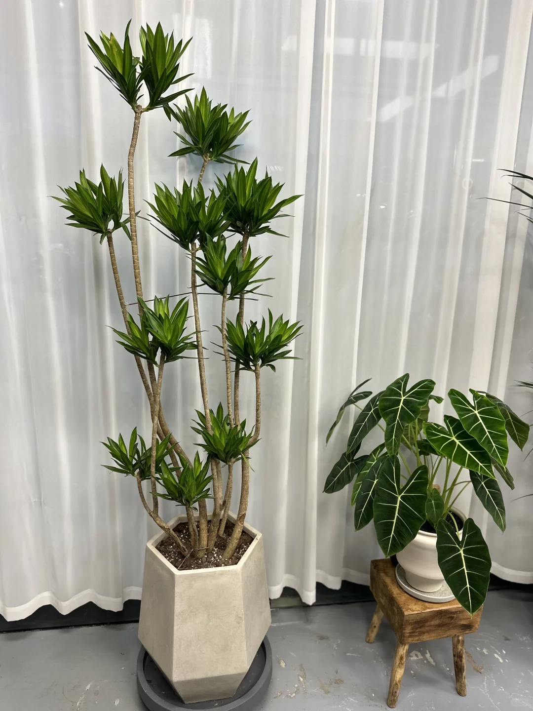 想看看你们的绿植！