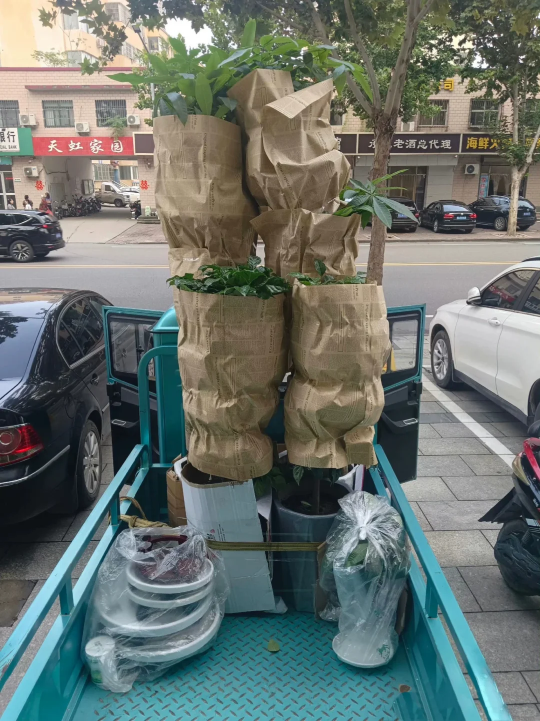 西安绿植送货上门，绿植养护、绿植出租