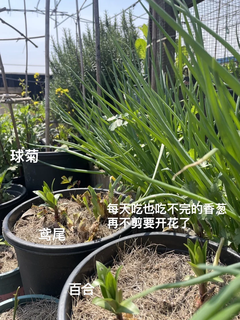 可食花园｜套种大法你知道吗
