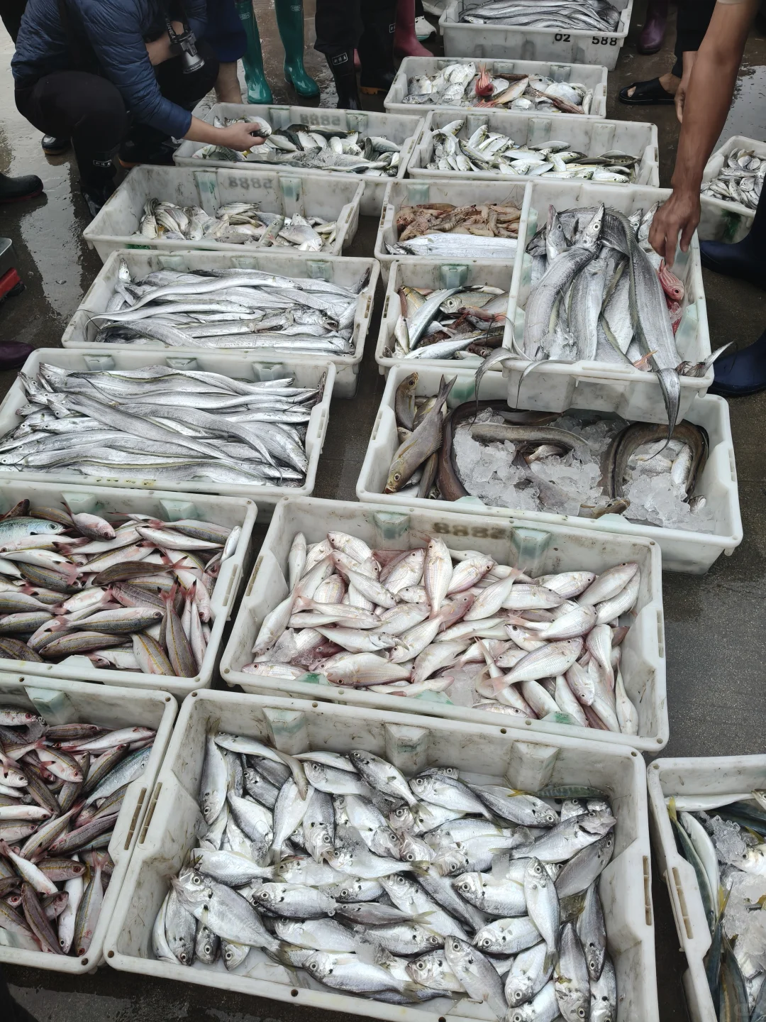 陵水本地人狂推❗️免费带买海鲜+自家加工