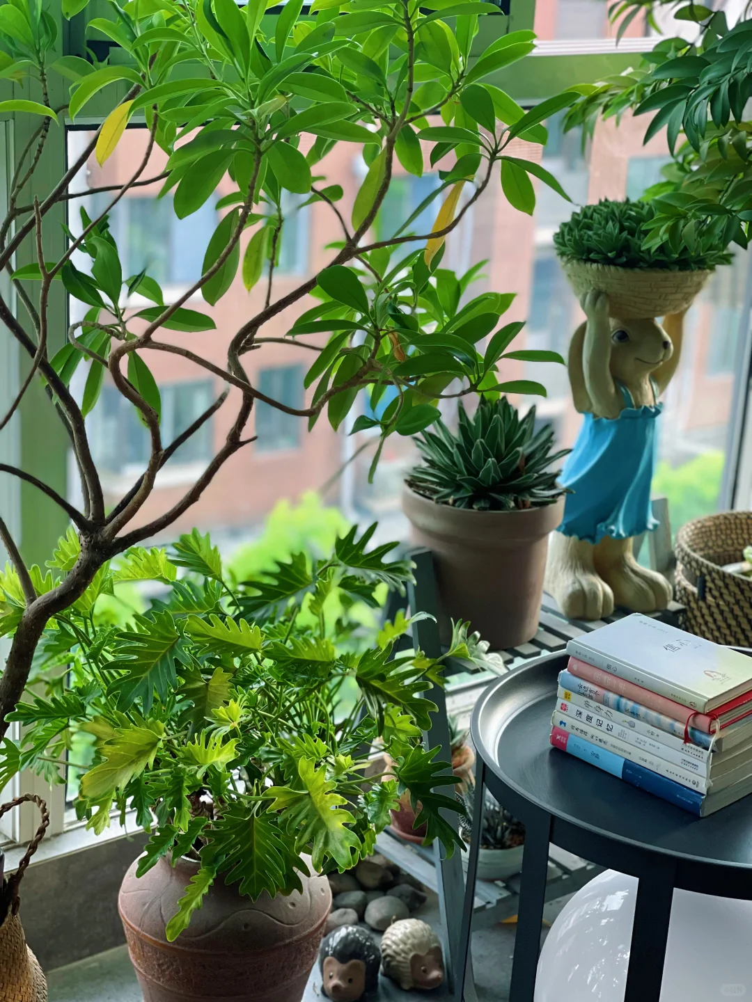 9m²小森林｜跟大家聊聊我家阳台的植物选择