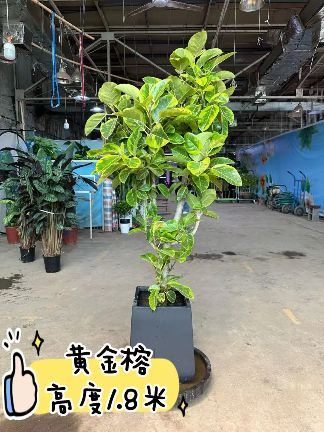 沈阳同城送货上门啦家人们?