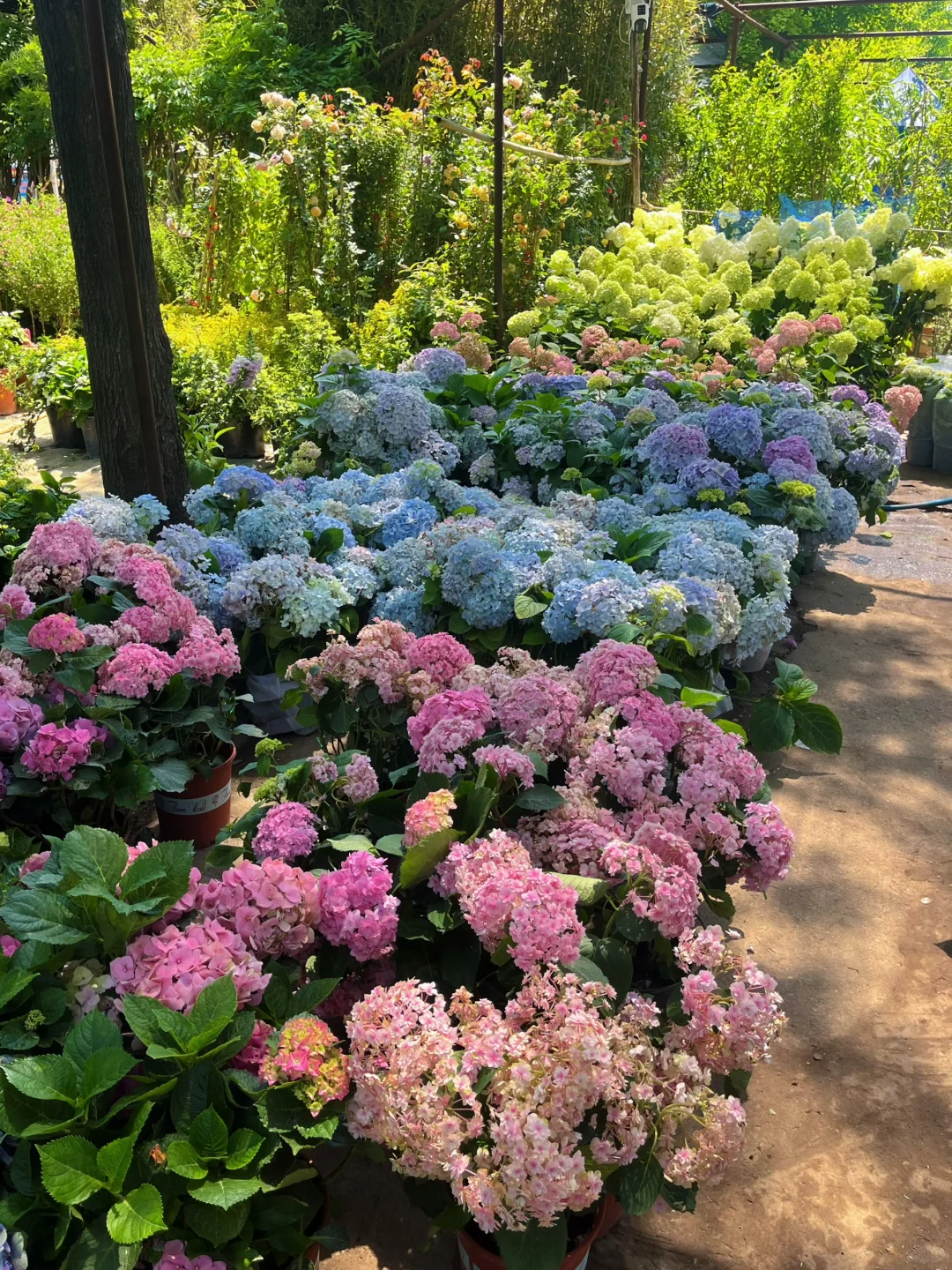 植物爱好者有自己的莫奈花园