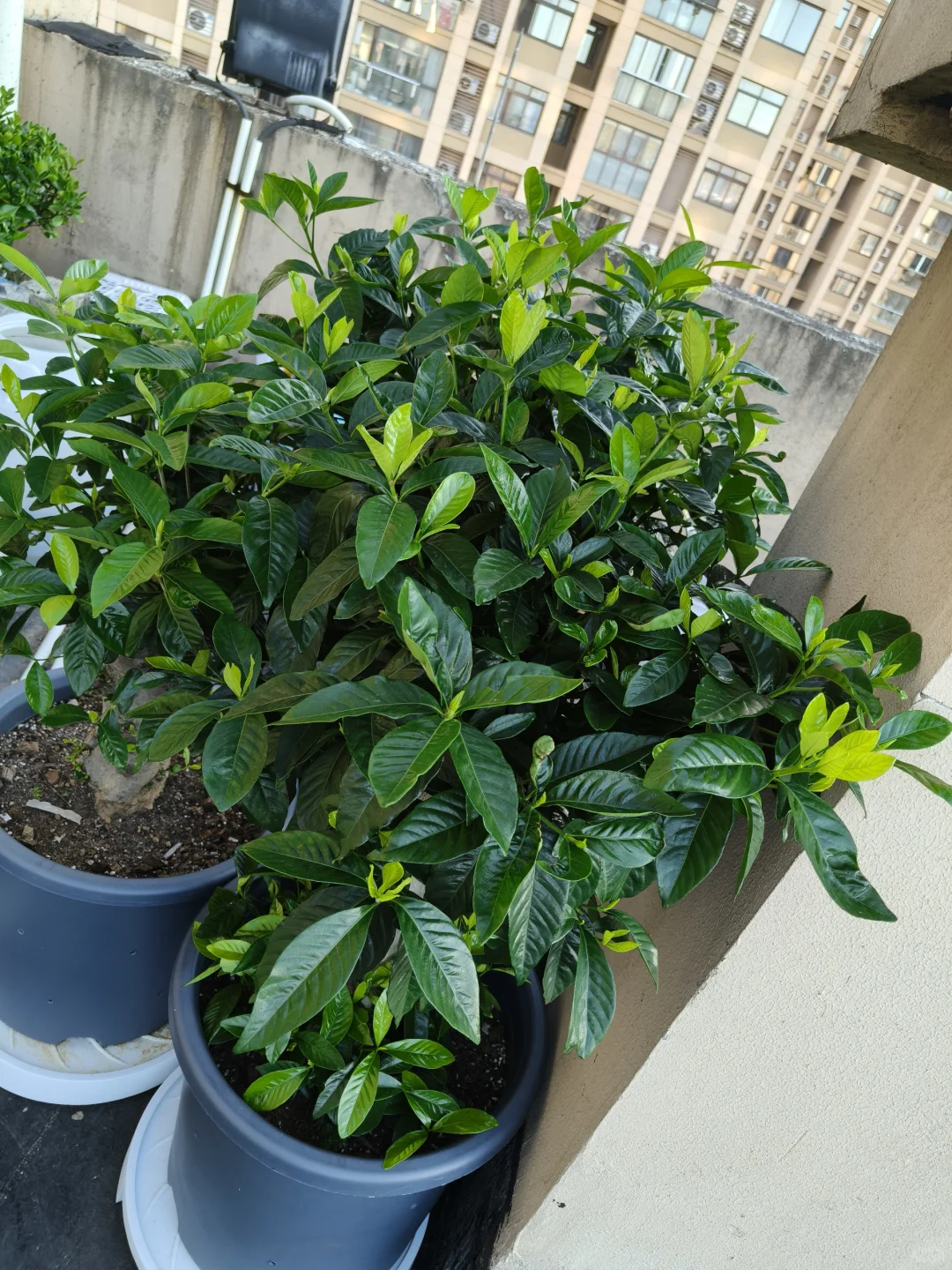 到底是谁，把栀子花养?这么绿