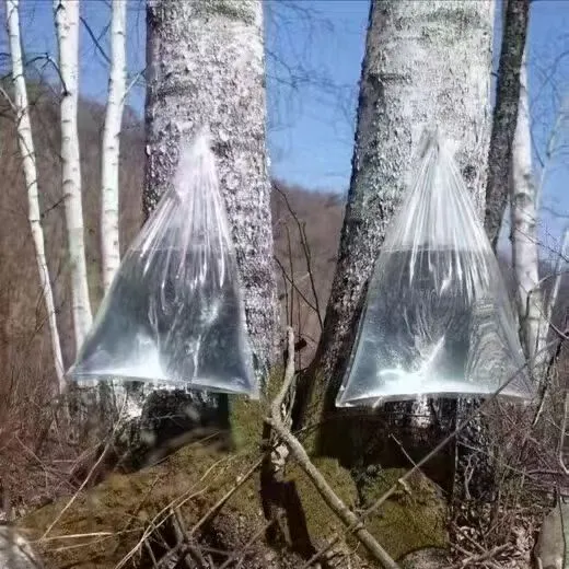 大兴安岭最新采集桦树汁原汁