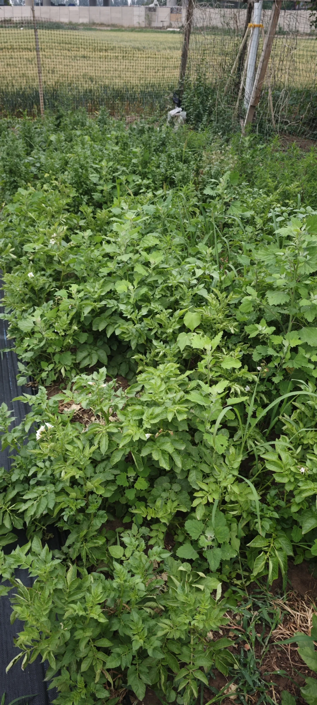 记录一下农场菜地的现状