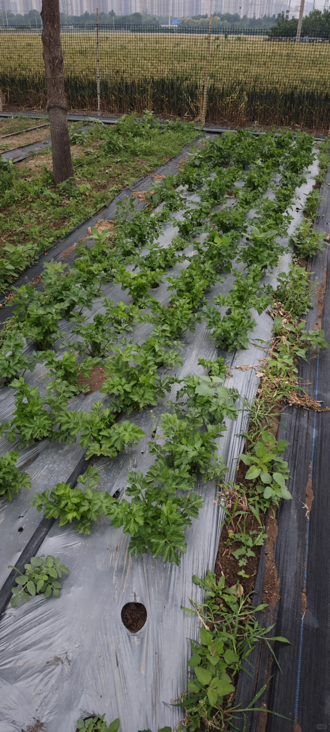 记录一下农场菜地的现状