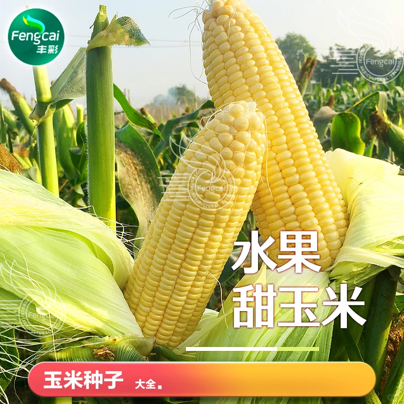 爆甜玉米种子?黑糯花粘全家爱