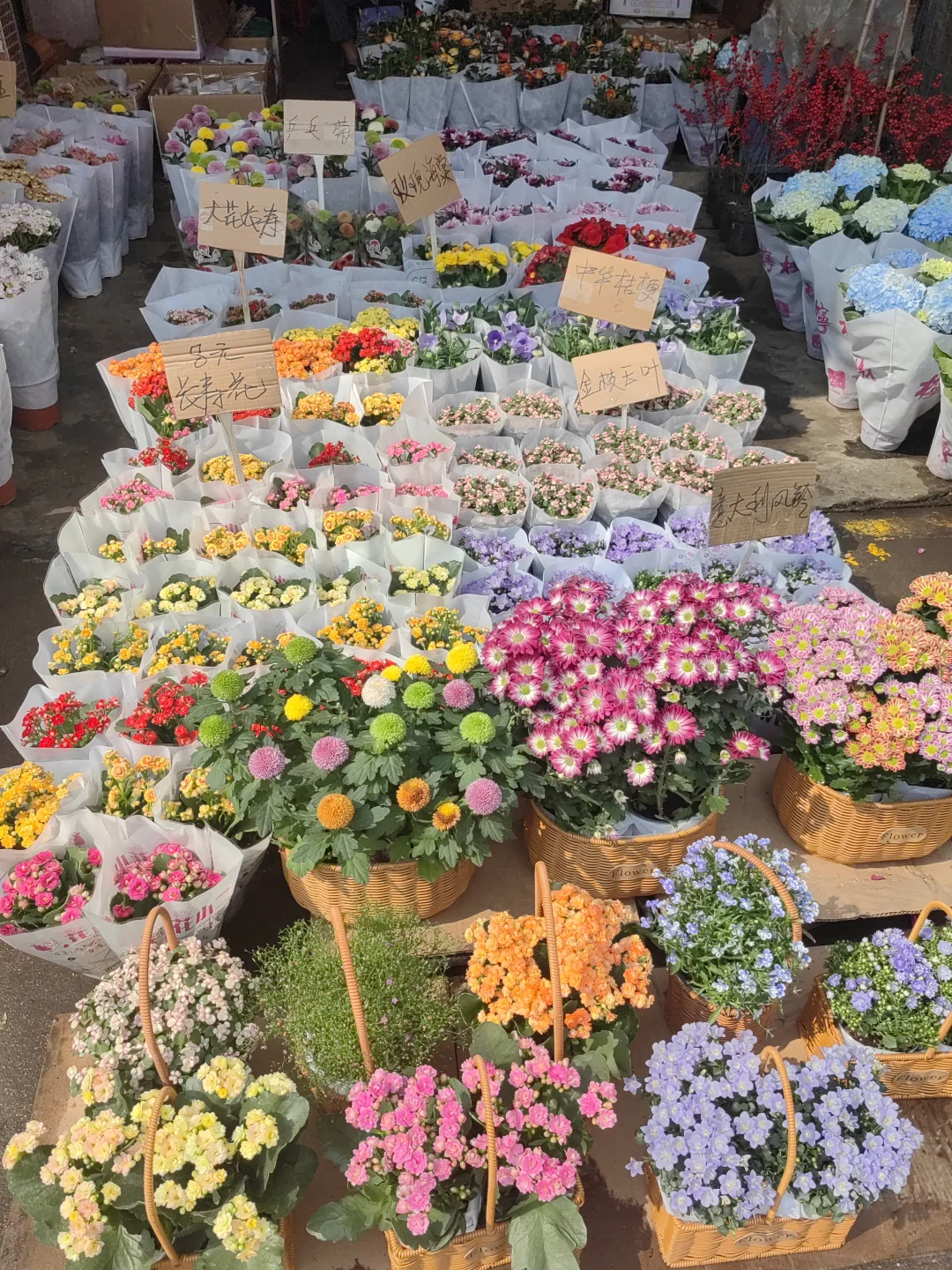 花花品种多了！2025.10.17岭南花卉市场