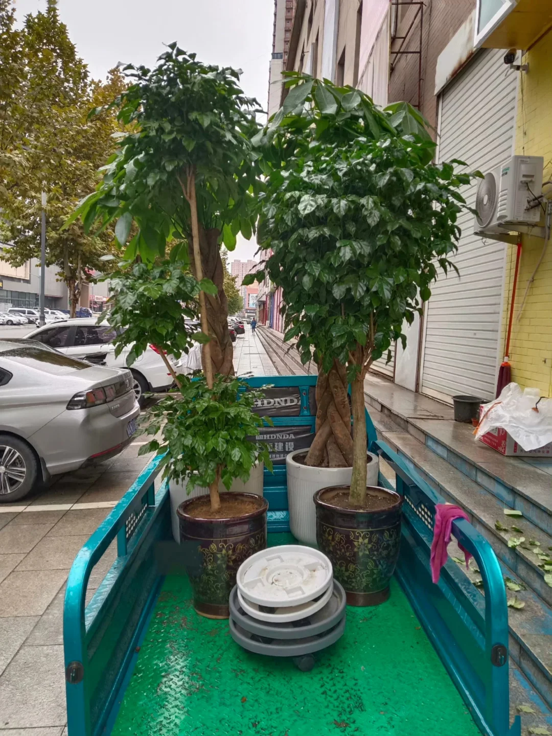 西安绿植送货上门，绿植养护、绿植出租