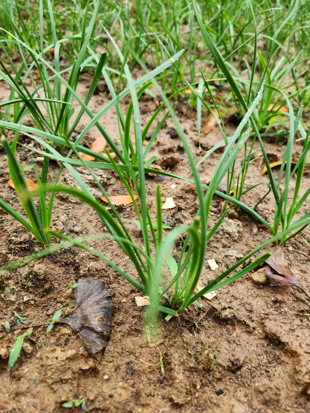 种点喜欢吃的蔬菜