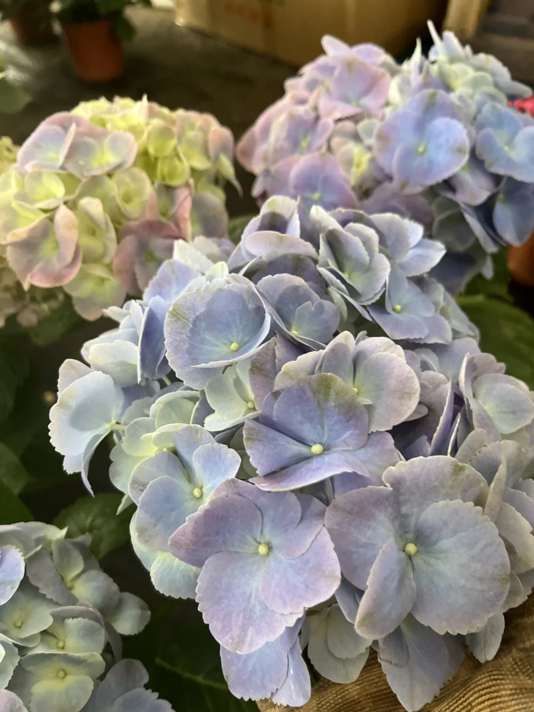 今天的绣球花也太治愈了～