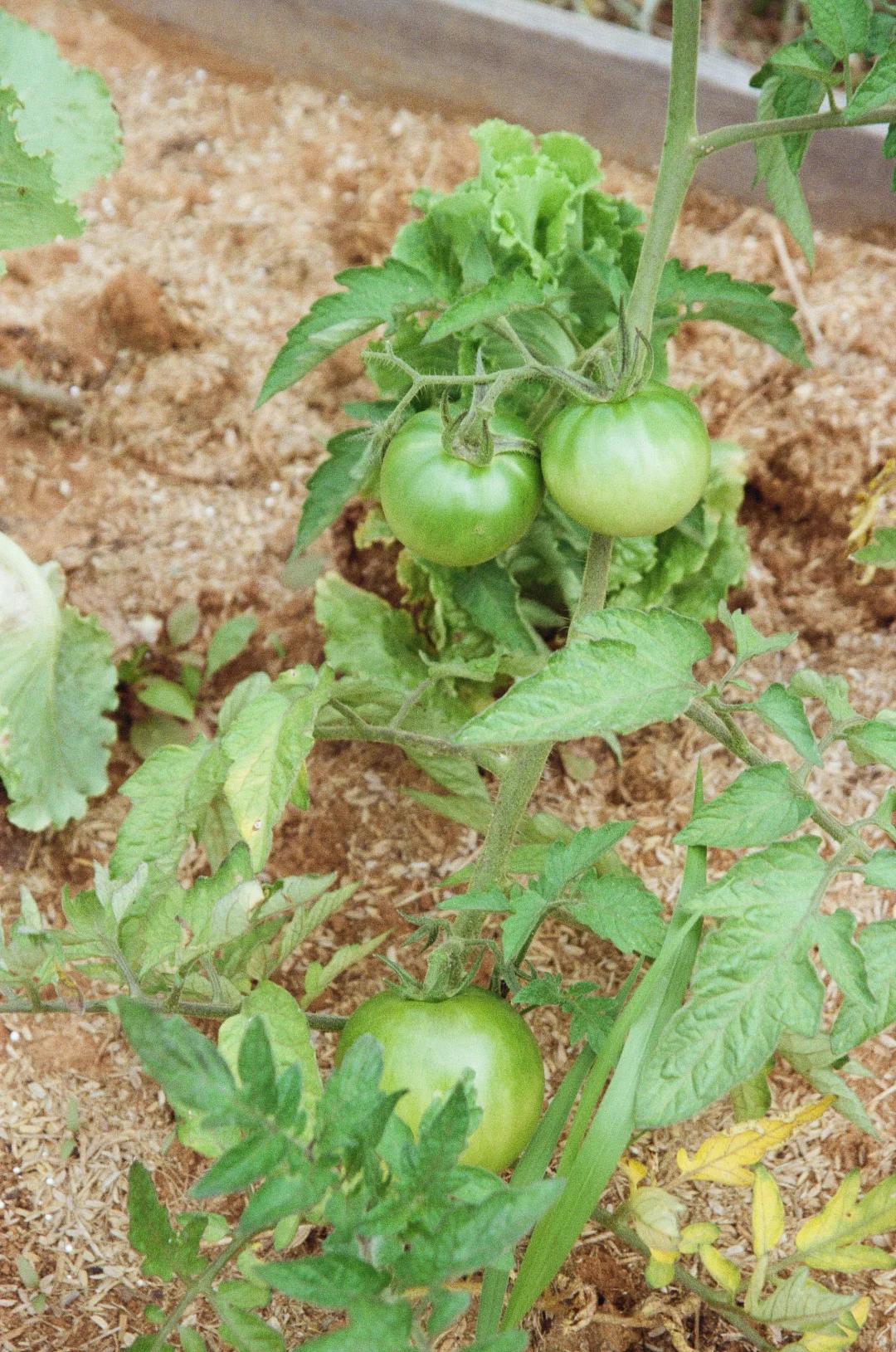 在阳台农场?庆祝大大小小的丰收。
