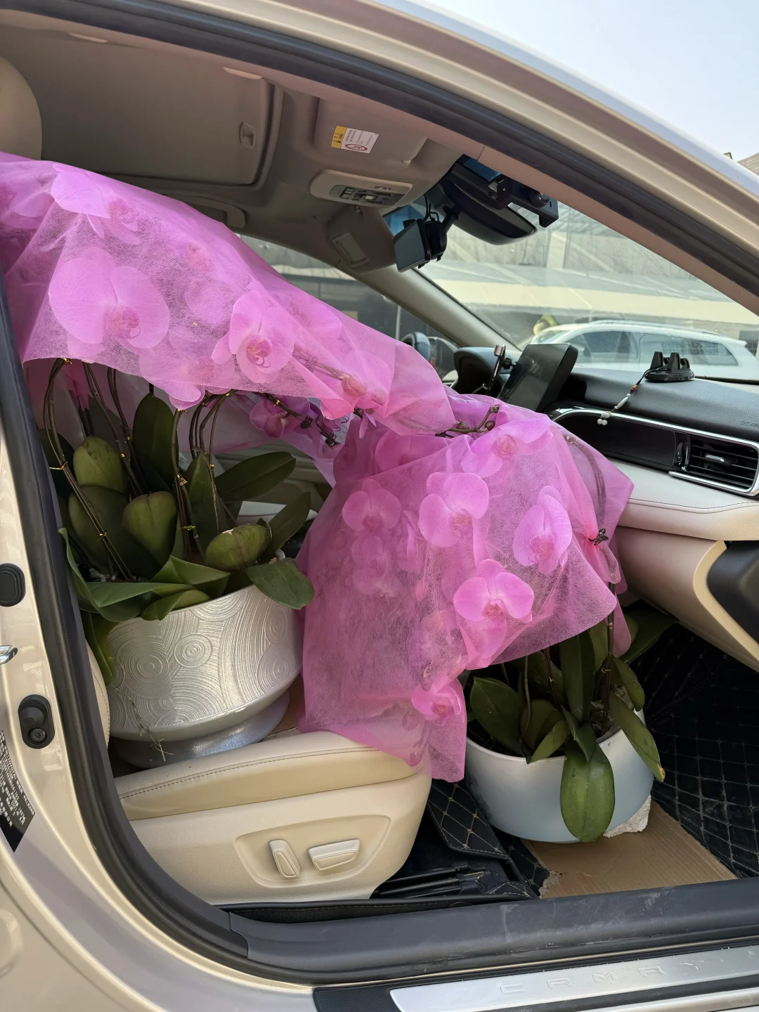 连盆十株230 ?顺德陈村蝴蝶兰下车！附地址~