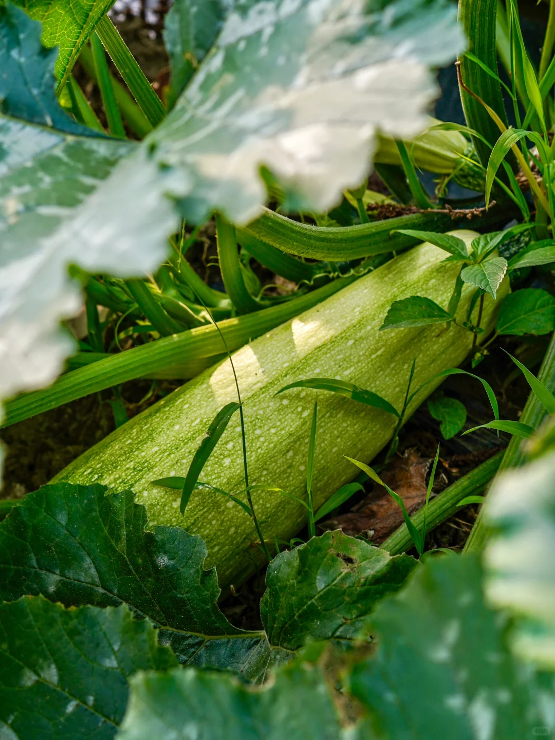田园夏趣?乌村，让夏天的记忆不只有冰淇淋