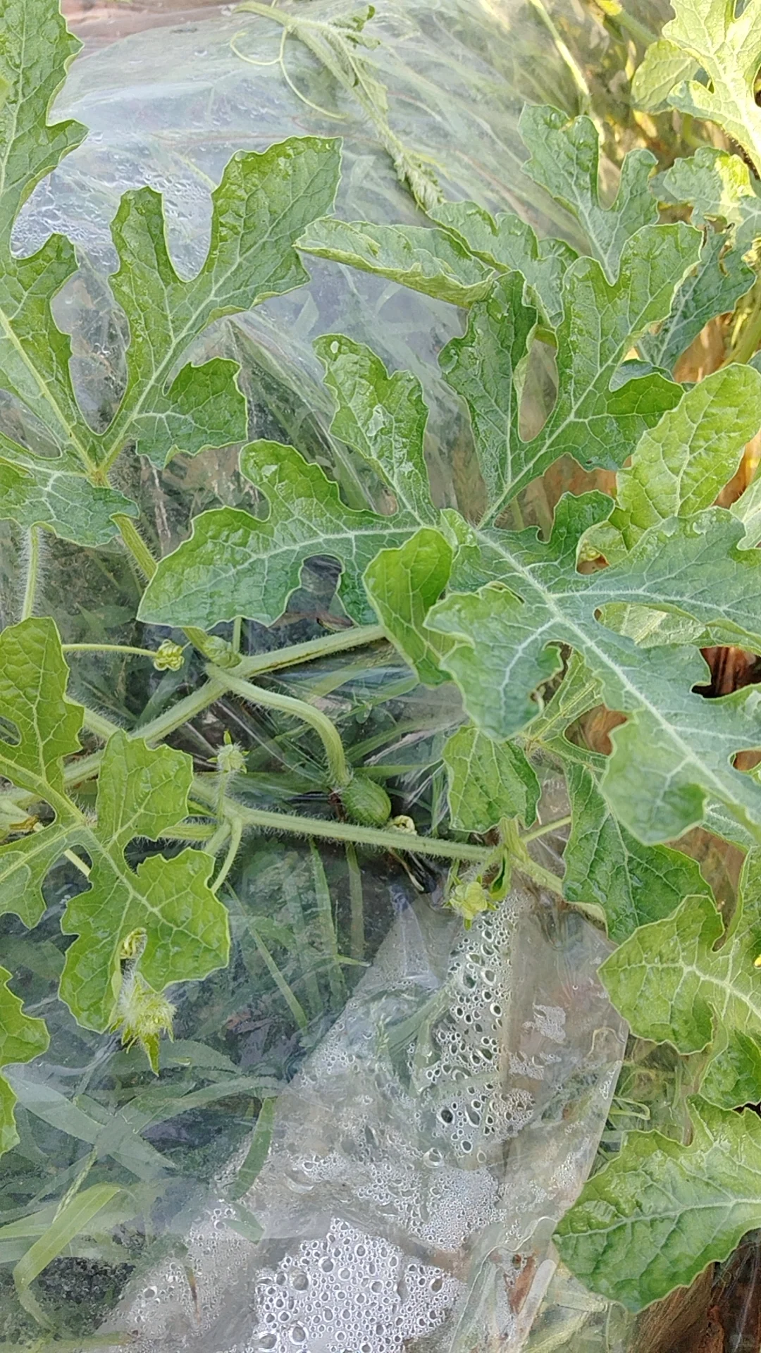 我的乡村生活菜地