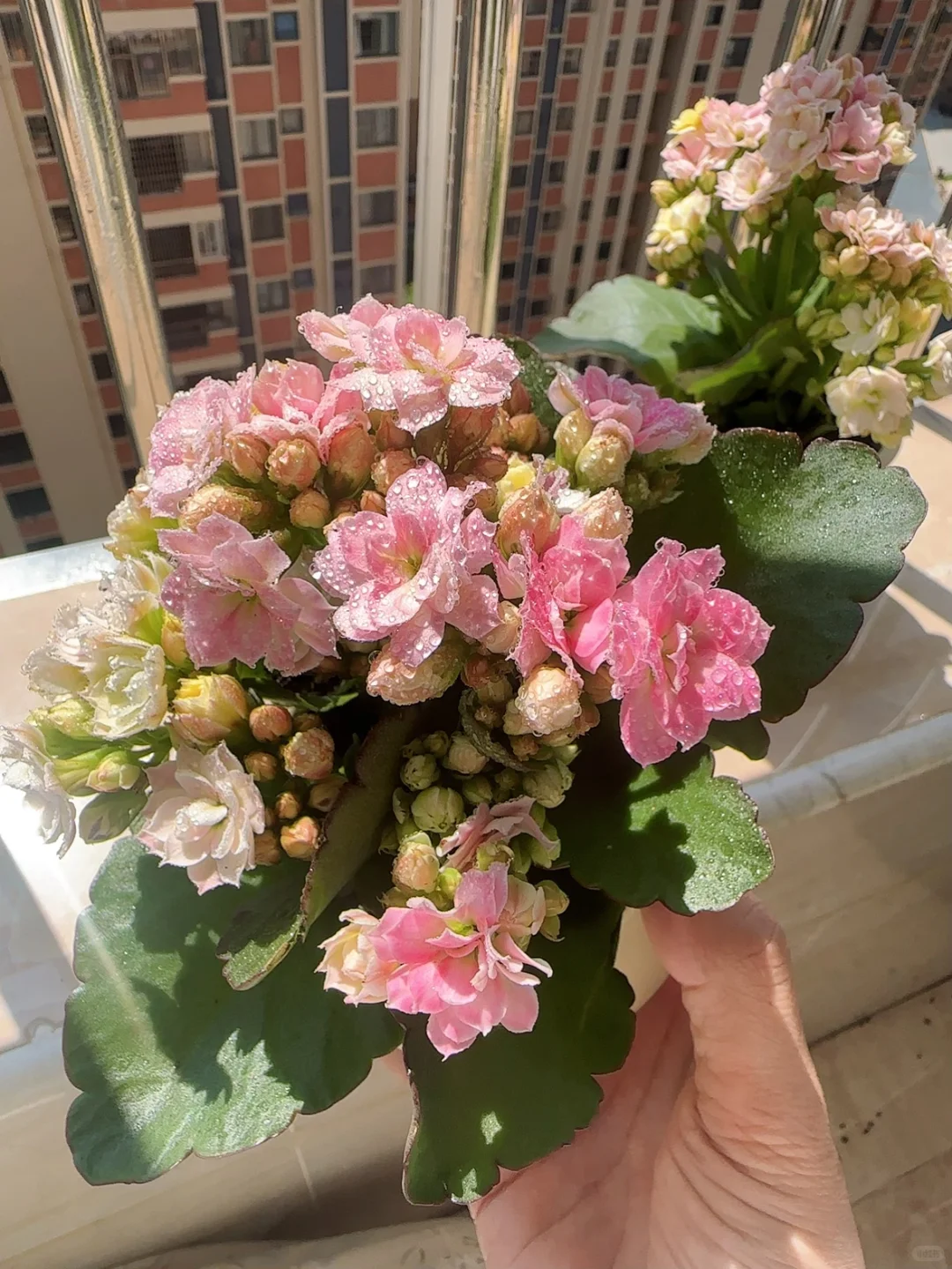 第一次觉得自己也是养花高手了?