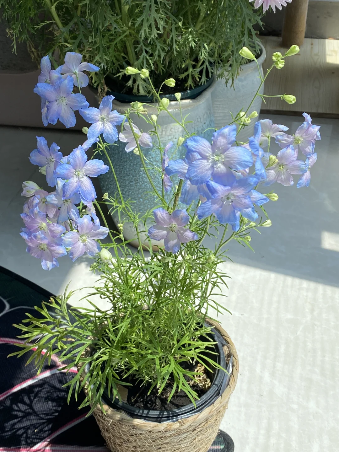 向大家强烈安利小花飞燕草！！这也太梦幻了！