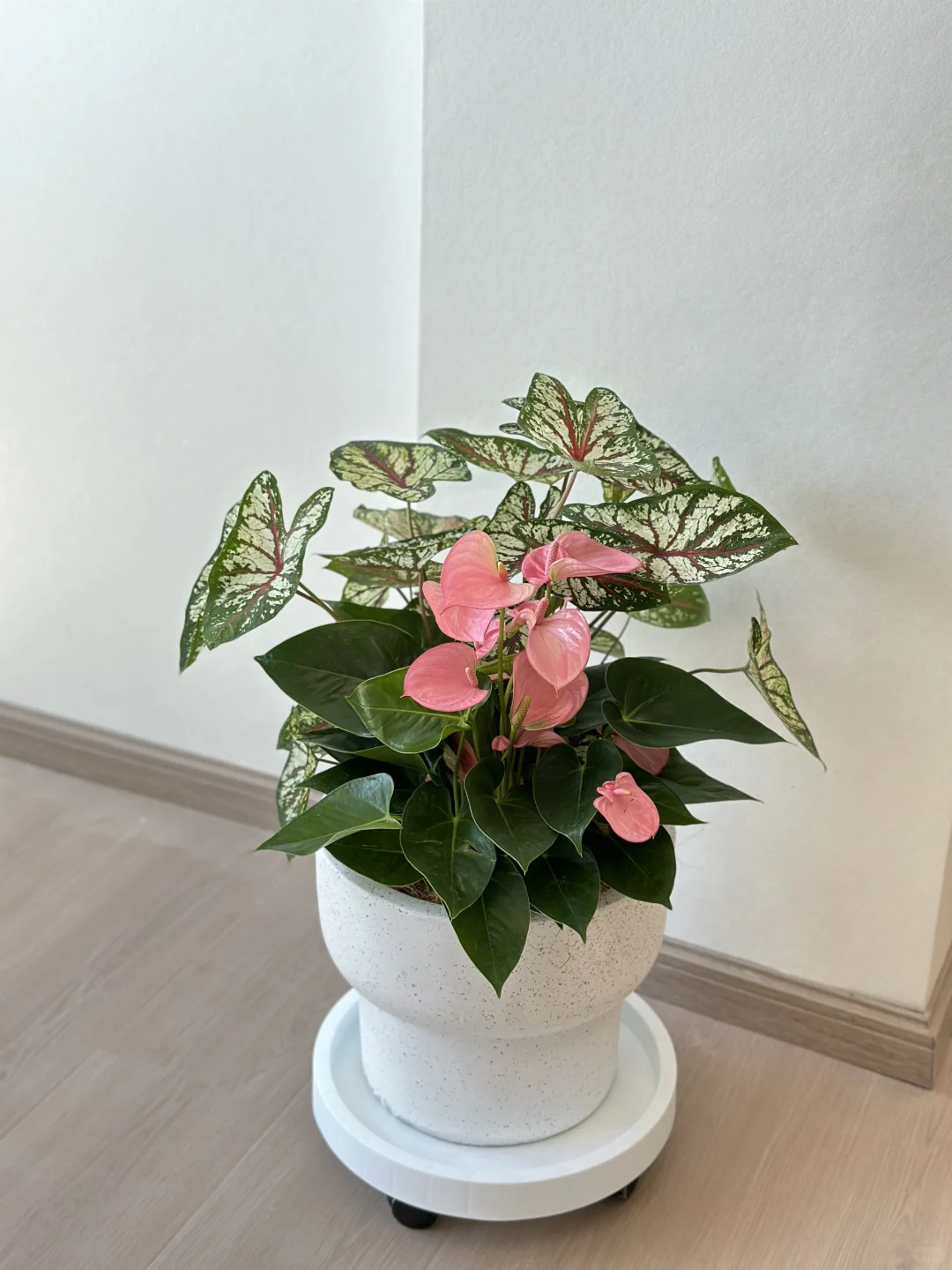 吴江盛泽送货????