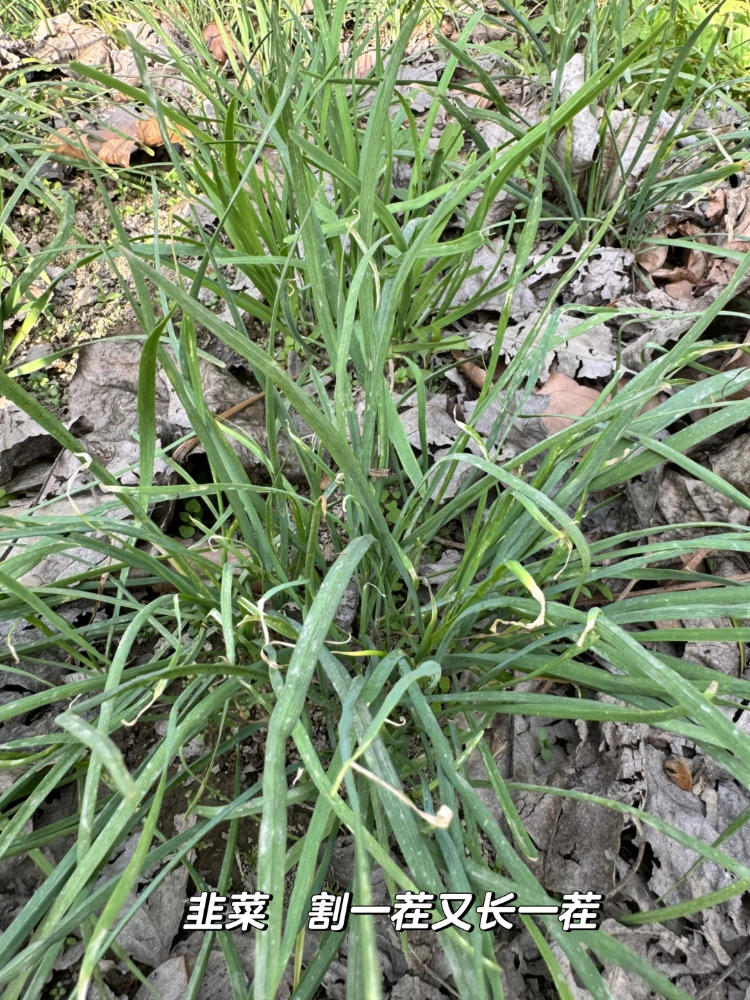 老妈的宝藏菜园，承包我家一年的蔬菜?