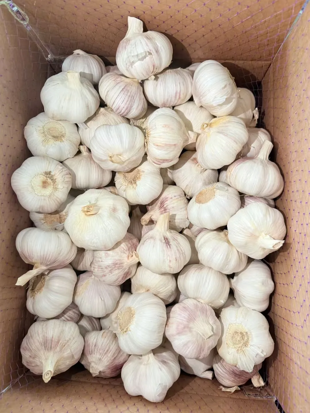 有人问大蒜怎么出口