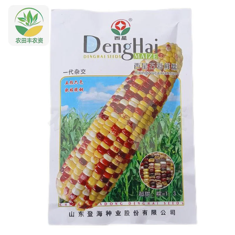 登海五彩糯玉米?抗病脆甜大田专用✨