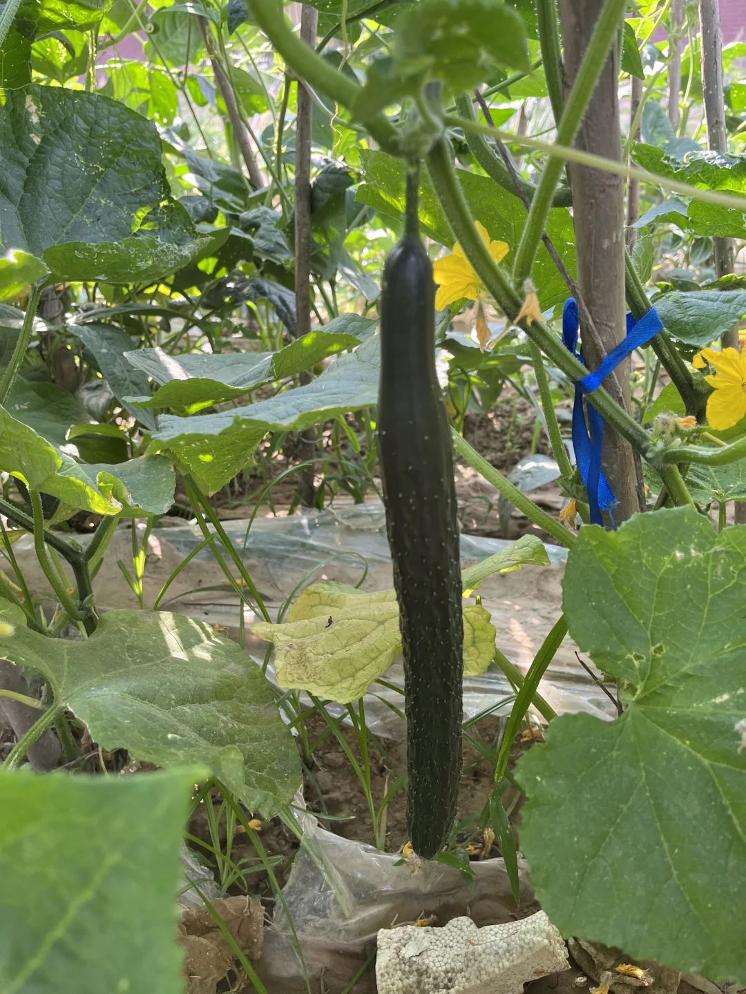 小菜园的菜涨势喜人啊?