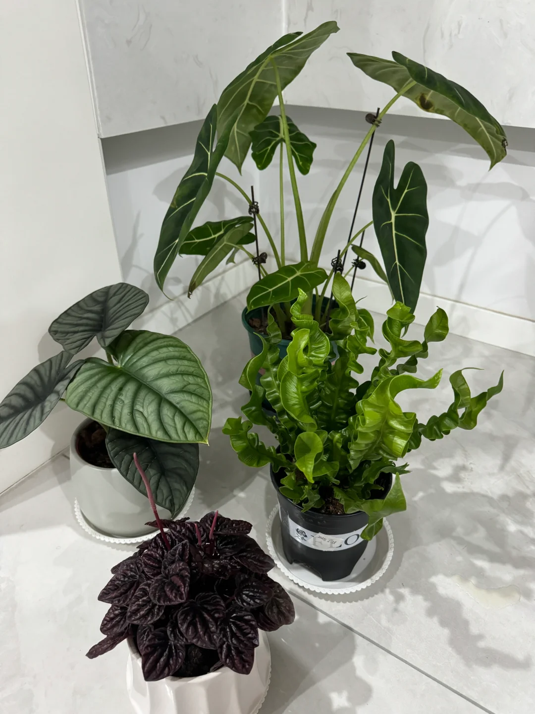 我可太喜欢我的绿植了