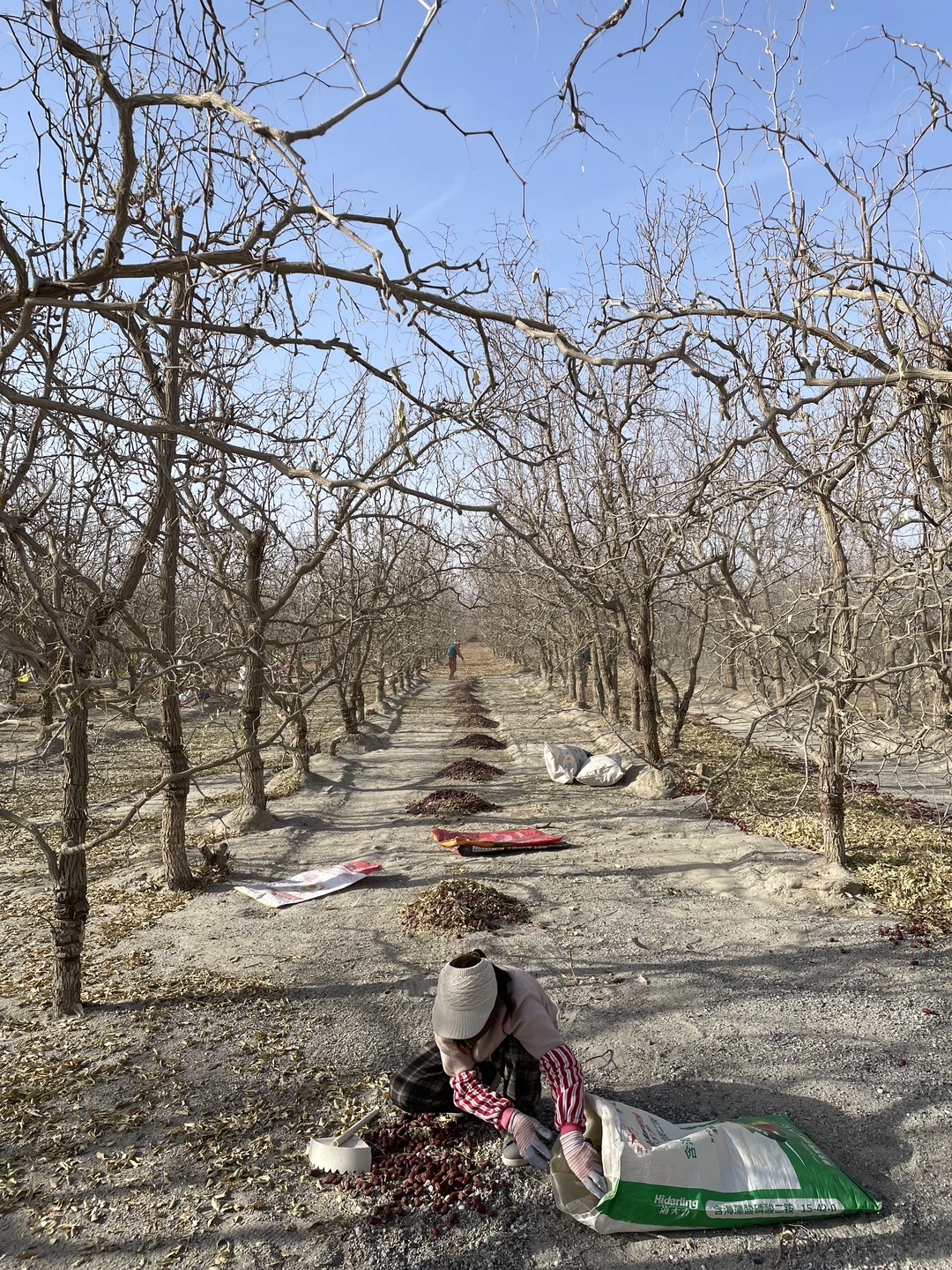 又懂了！新疆红枣原来是这样采收出来的