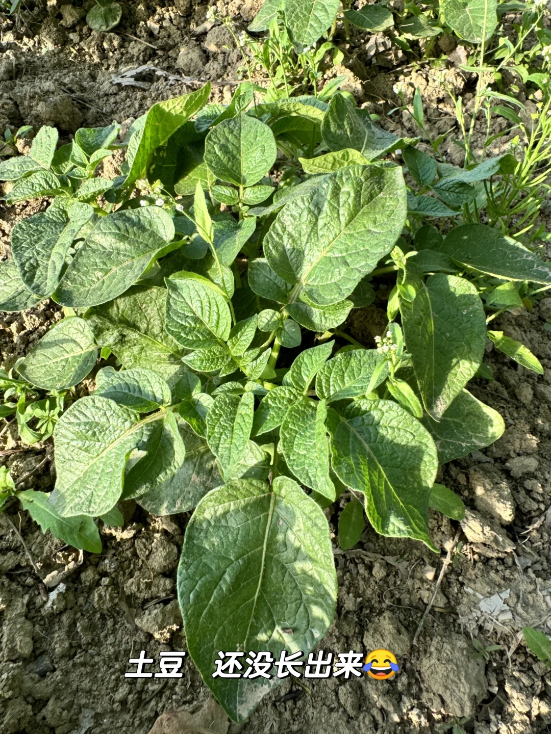 老妈的宝藏菜园，承包我家一年的蔬菜?