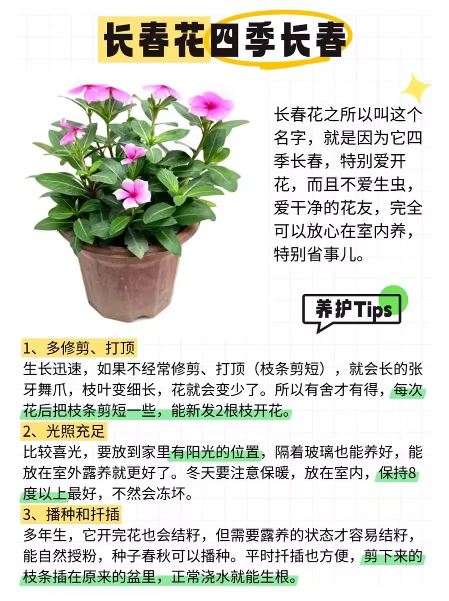 ?12种全年开花植物，懒人来挑战