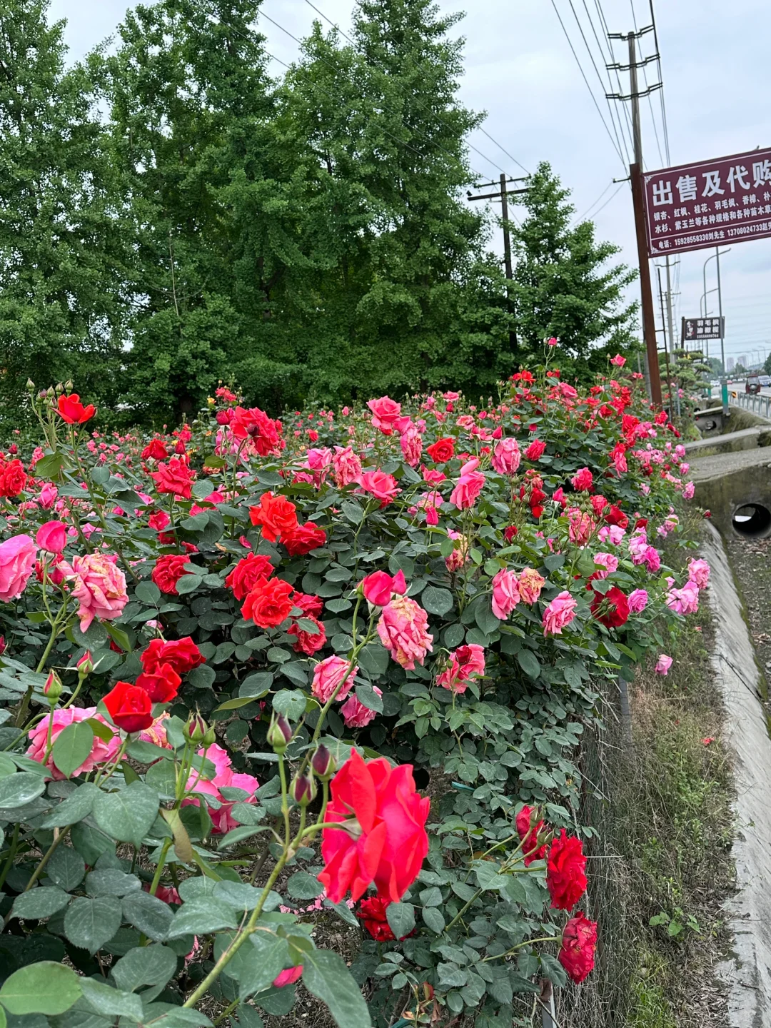 发现一片超美的玫瑰花园