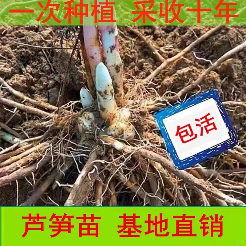 芦笋根苗种植?紫色绿色四季阳台盆栽✨